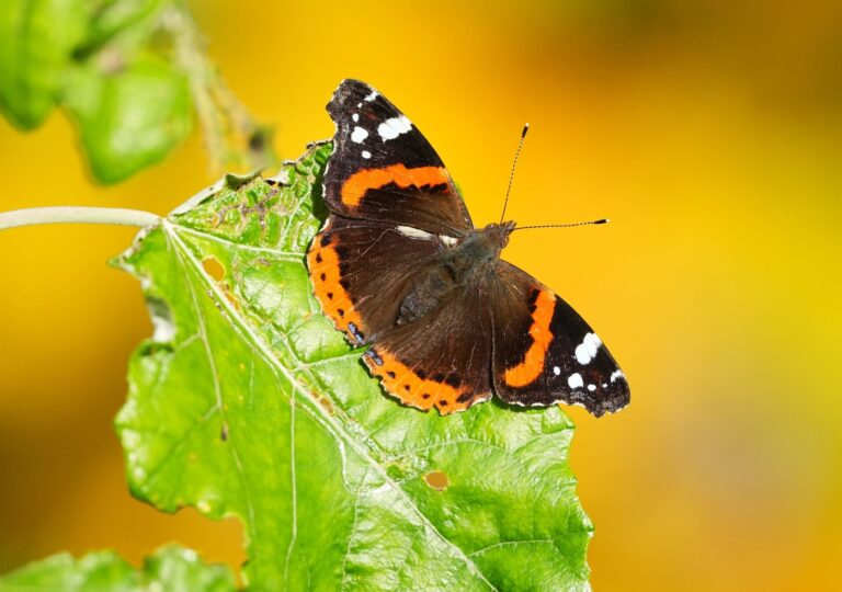 Ein Schmetterling der Art Admiral (vanessa atalanta) sitzt in der Sonne auf einem grünen Blatt.