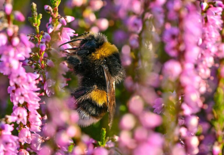 Eine Hummel sucht Nektar in der blühenden Heide auf den Trockenwiesen vor dem Dom vom Badeparadies Tropical Islands.