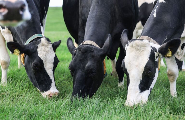 Einer Studie zufolge hat die Grasfütterung von Kühen positive Auswirkungen auf das Klima.