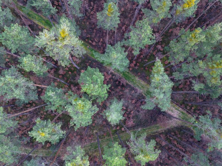 Viele vor wenigen Jahren gepflanzte Buchen stehen mit braunen Blättern in Bodennähe in einem über die nächsten zwei Jahrzehnte absterbenden Kiefernwald.