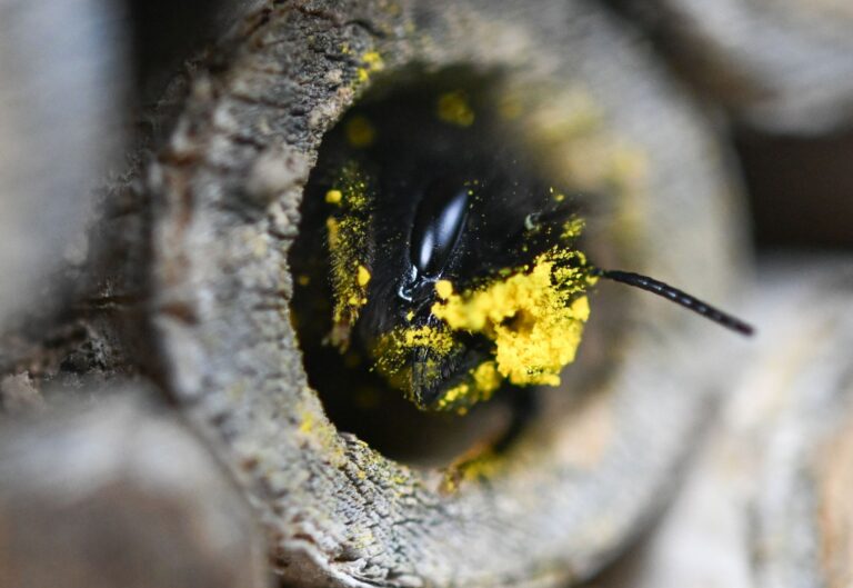 Eine Rostrote Mauerbiene streckt ihren Kopf, der voller gelber Pollen ist, aus einem Holunderstöckchen.
