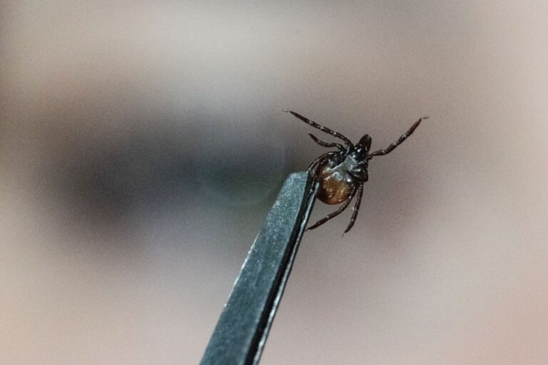 Eine Mitarbeiterin der Parasitologie der Universität Hohenheim zeigt in einem Labor einen Gemeinen Holzbock (Ixodes ricinus).
