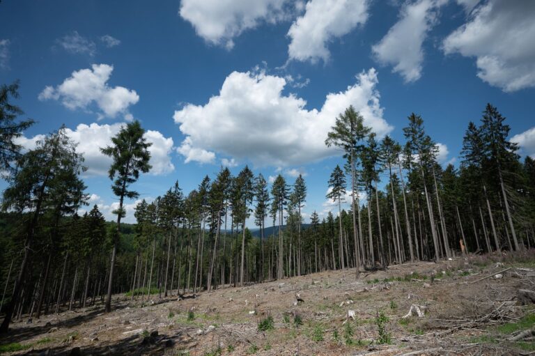 Trockene Bäume liegen in einer kahlen Stelle im Wald. Die Weltwirtschaft droht einer Studie zufolge durch Klimafolgen stark zu schrumpfen. Foto: Sebastian Gollnow/dpa