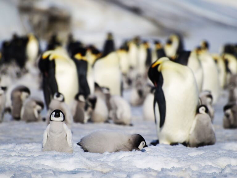Junge und ausgewachsene Kaiserpinguine einer Kolonie in der Antarktis. Foto: Bas/PA Media/dpa