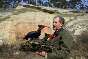 Biologe Johannes Fritz vom Waldrapp-Team hält ein Nest in den Händen, auf denen zwei Waldrapp-Attrappen angebracht sind.