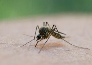 Die Menschen in Sachsen müssen sich auf deutlich mehr Stechmücken in diesem Jahr einstellen.
