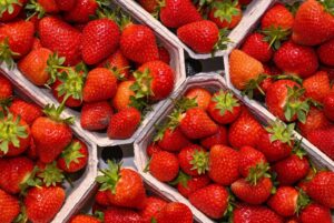 Frisch geerntete Erdbeeren sind auf dem Spreewaldhof Niewitz GmbH & Co. KG zu sehen.