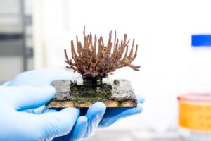 Eine Steinkorallen des Start-ups SciReef der Wissenschaftler Mareen Möller und Samuel Nietzer. Das Ziel der Wissenschaftler ist es, Steinkorallen auf natürliche Weise geschlechtlich zu vermehren und in den Handel zu bringen.