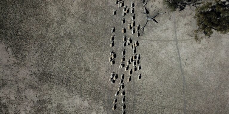Schafe ziehen durch ein karges Weideland. Foto: Dean Lewins/AAP/dpa