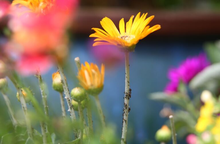 Blattläuse lassen sich entweder per Hand absammeln oder mit Hilfe eines Suds entfernen. (zu dpa: «Wie Sie Blattläuse auf natürliche Weise loswerden»)