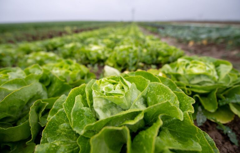 «Während die Konzentrationen und tägliche Aufnahme zum Glück relativ gering sind, findet man dennoch Stoffe aus Autoreifen in der Nahrung. Da gehören sie nicht hin», sagt Thilo Hofmann vom Zentrum für Mikrobiologie und Umweltsystemwissenschaft der Universität Wien (CeMESS).