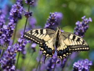 Ein Schmetterling der Art Schwalbenschwanz sucht an einer Lavendelblüte in einem Gartennach Nektar.