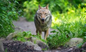 Ein Wolf läuft im Wildpark Lüneburger Heide durch sein Gehege.
