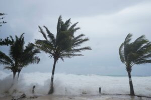 Hurrikan «Beryl» biegt die Palmen.