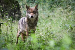 In der Hohen Rhön ist ein Wolf abgeschossen worden. (Symbolbild)