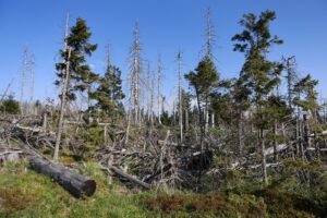 Waldsterben und andere Folgen der Klimakrise: Umweltverbände apellieren an Parteien