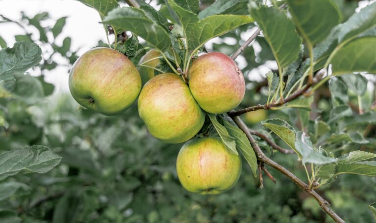 In diesem Jahr beginnt die Apfelernte in Mecklenburg-Vorpommern zehn bis zwölf Tage früher als sonst. Grund ist die sehr frühe Apfelblüte im milden Frühjahr. (Archivbild)