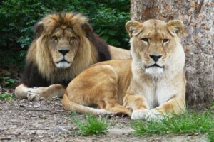 Bei den seltenen Berberlöwen gibt es Nachwuchs. Im Heidelberger Zoo haben Löwin Binta (rechts) und Vater Chalid (links) Zuwachs bekommen. (Foto: Petra Medan/Zoo Heidelberg)