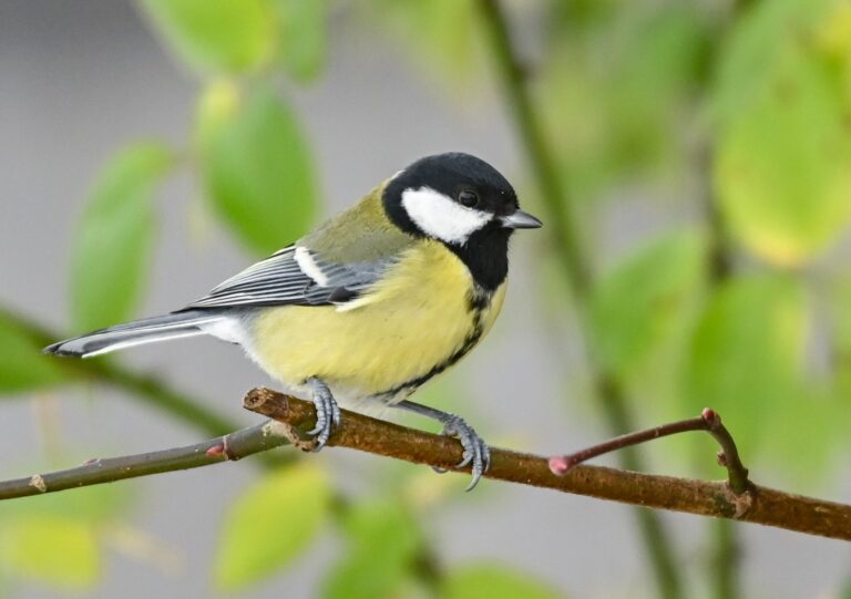 Nach dem Ende der Brut haben die Vögel ihr morgendliches Gezwitscher eingestellt. (Archivbild)