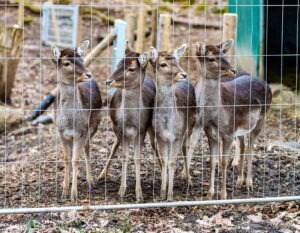 Rund 20 Wildtiere - allesamt Hirschkühe und Jungtiere - sind aus dem Wildgehege entkommen. (Symbolbild)