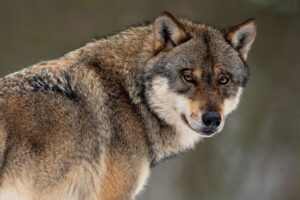 Nach ersten Zahlen des aktuellen Wolfsmonitorings leben derzeit 18 Rudel in MV.