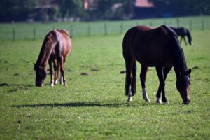 Der Landkreis Leipzig ruft Pferdehalter zum Impfen gegen das West-Nil-Virus auf. (Foto: Archiv)