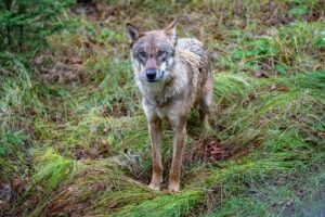 Ein Wolf steht im Gehege des Nationalparkzentrums Falkenstein.