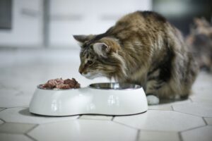 Weniger Kohlenhydrate, mehr Protein: Katzenbesitzer sollten beim Futterkauf die Inhaltsstoffe genau anschauen.