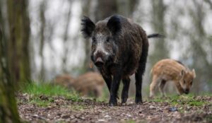 Besondere Vorsicht ist bei Wildschweinmüttern geboten – sie verteidigen ihre Jungen, wenn sie sich bedroht fühlen.