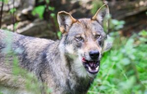 Der Schweriner Umweltminister wirbt für die Senkung des Schutzstatus des Wolfes auf EU-Ebene. (Symbolbild)