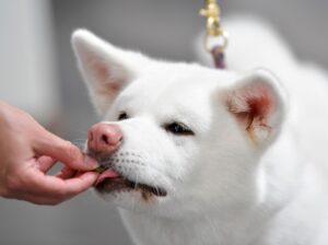 Stiftung Warentest hat 17 Hundesnacks getestet. Alle erhielten die Note «magelhaft».