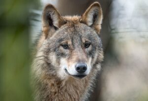 Die Bestandszahlen des Wolfes steigen kontinuierlich. (Symbolbild)