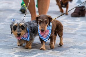 Zwei Hunde bei der Dackelparade in Regensburg.