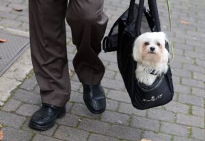 Wichtig: Den Flauschi hier langsam an die Tasche gewöhnen. Das vermeidet Stress und Angstzustände.