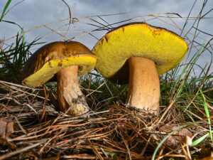 Die Pilzsaison in NRW ist schleppend gestartet. (Archivbild)