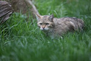 Der Bund für Umwelt und Naturschutz Sachsen zieht eine erfolgreiche Bilanz zu seinem Wildkatzen-Projekt (Archivbild).