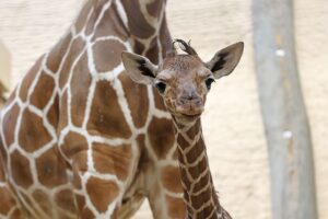 Im Karlsruher Zoo wurde erstmals seit 2015 wieder ein Giraffenbaby geboren.