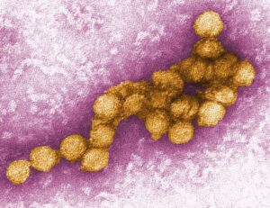 Es gibt keine Impfung gegen das West-Nil-Virus. (Archivbild)