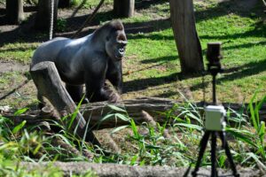 Gorillas im Berliner Zoo sind Teil eines KI-Forschungsprojekts zum Artenschutz. Die Bewegungen von Gorilla-Männchen Sango und der anderen Menschenaffen werden über Kameras an den Außenanlagen erfasst.