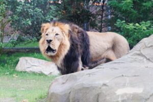 Geplant ist «ein Umbau weiter Teile des Zoogeländes», so die Stadt. (Archivfoto)