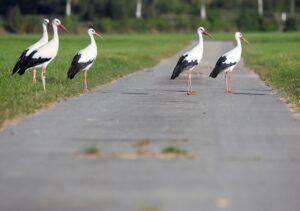 Ein kleiner Ort unweit vom Bodensee leidet unter den Vögeln (Symbolbild).