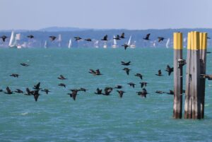 Der Kormoran zählt zu den Beutegreifern, die von Fischern besonders gefürchtet sind. (Archivbild)