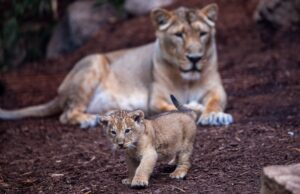 Der am 31. Juli geborene kleine Kater ist das achte Mitglied des Rudels Asiatischer Löwen im Schweriner Zoo.