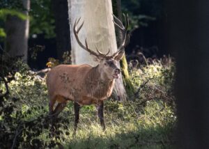 Röhren wie ein Hirsch: Am 29. September wird wieder der beste norddeutsche Hirschrufer gesucht (Symbolbild).