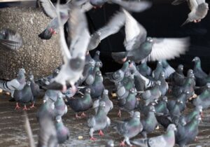 In Limburg sollen nun wohl doch wie geplant Hunderte Tauben getötet werden. (Symbolbild).