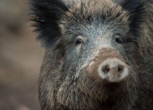 Mehr Wildschweine in Thüringen erlegt.