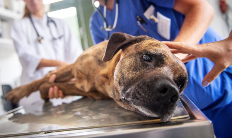 Wer beobachtet, dass der Hund Weintrauben gefressen hat, sollten mit dem Tier so schnell wie möglich zum Tierarzt. Foto: Zacharie Scheurer/dpa-tmn