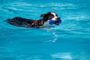 In zahlreichen Freibädern in NRW können Hunde zum Ende der Badesaison im Wasser schwimmen und planschen. (Archivfoto)