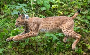 Luchs Anton - hier bei seiner Auswilderung - erkundet sein neues Zuhause im Westerzgebirge bisher nur zögerlich. (Archivbild)