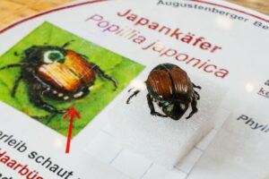 Basel setzt im Kampf gegen den Japankäfer Fadenwürmer ein. (Archvbild)